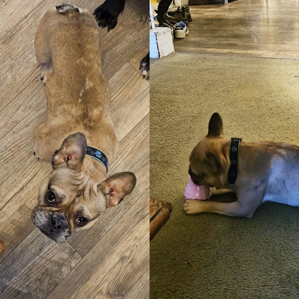 Cooper-Frenchie-1000x1000